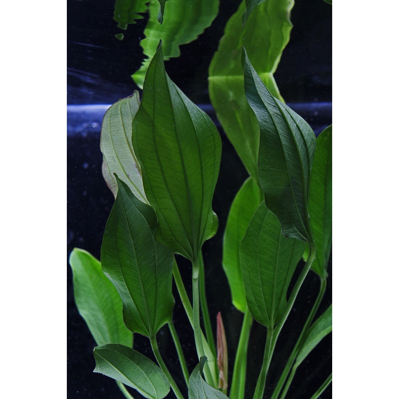 Echinodorus Oriental Sword