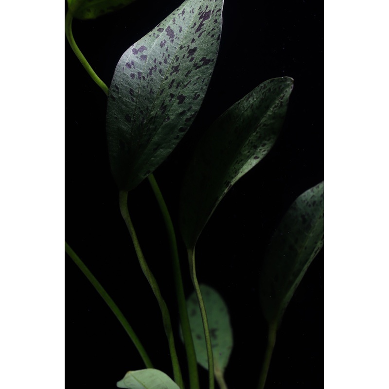 Echinodorus Ozelot Green Sword