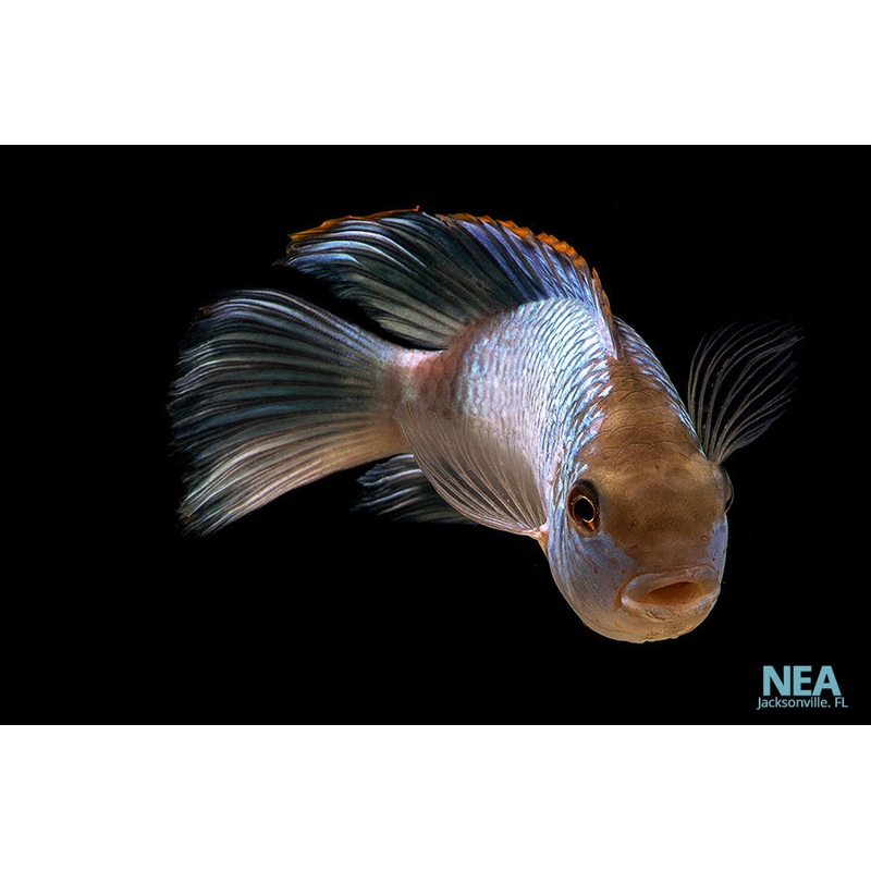 Electric Blue Acara Cichlid