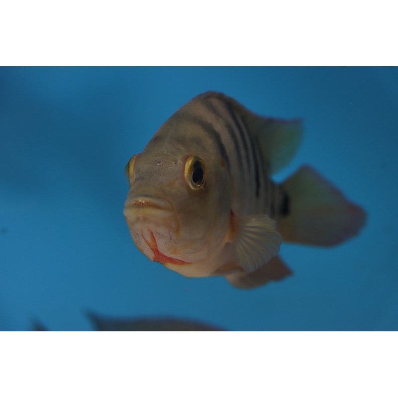 False Red Terror Cichlid