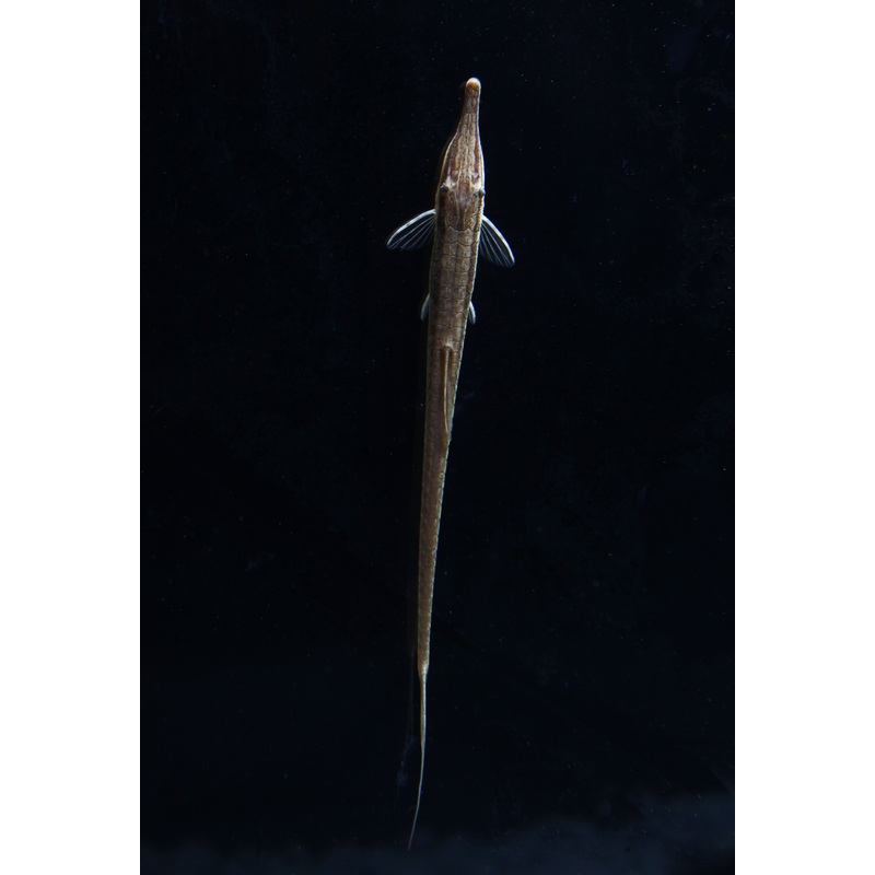Farlowella Catfish