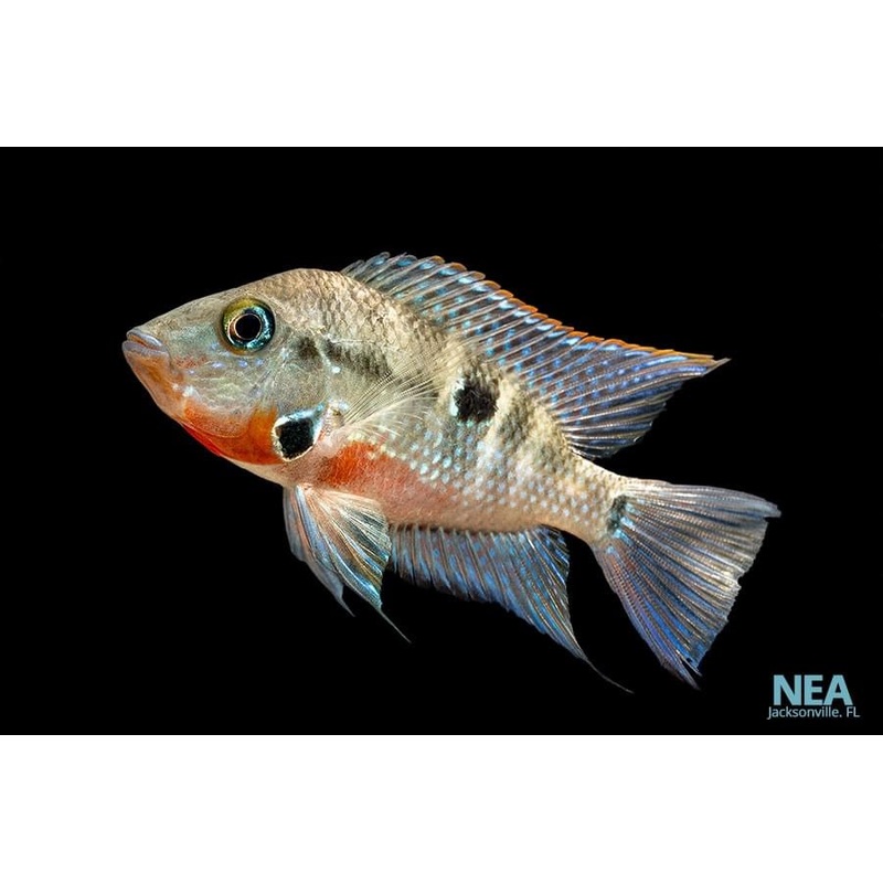 Fire Mouth Cichlid