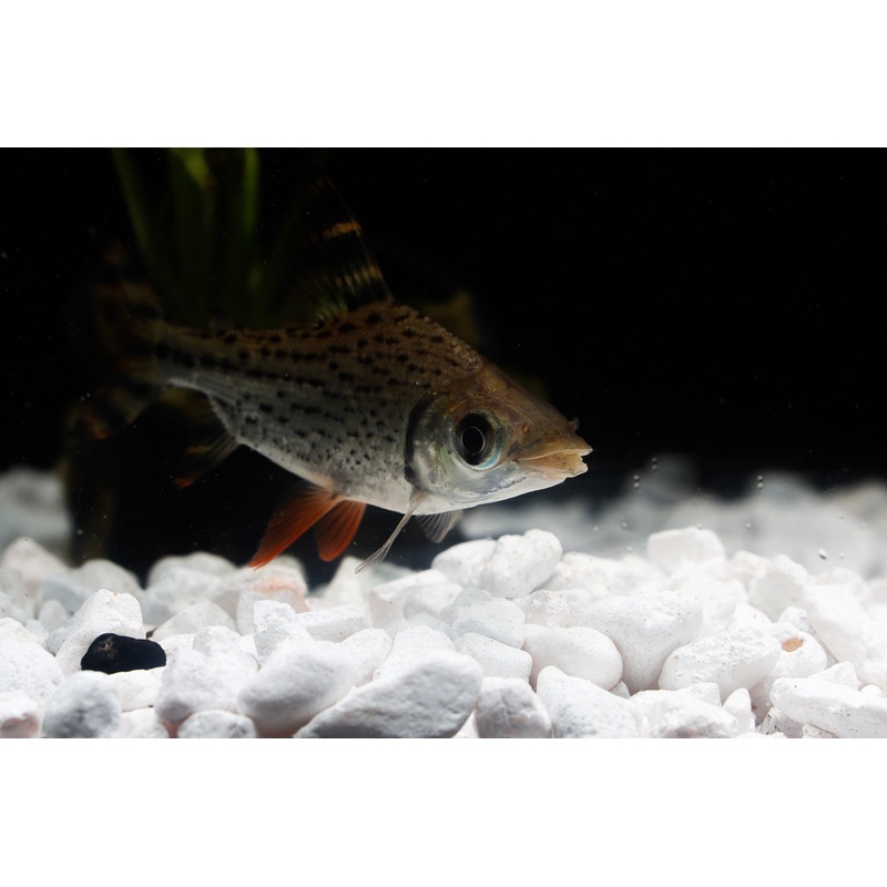 Flagtail (Red Fin Prochilodus)