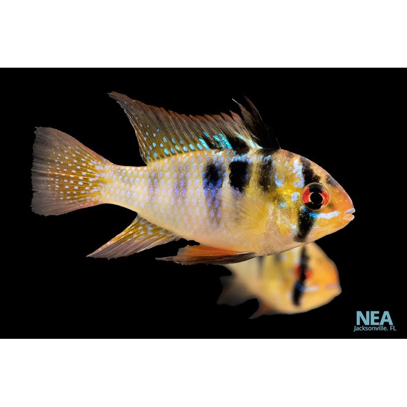 German Blue Ram