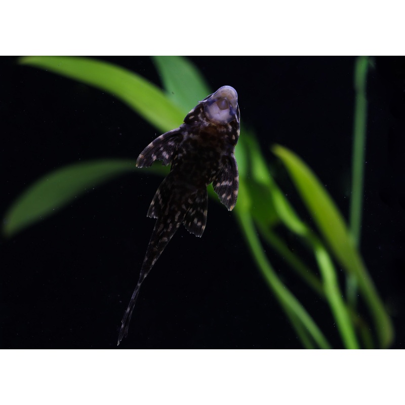 Gibbiceps Plecostomus