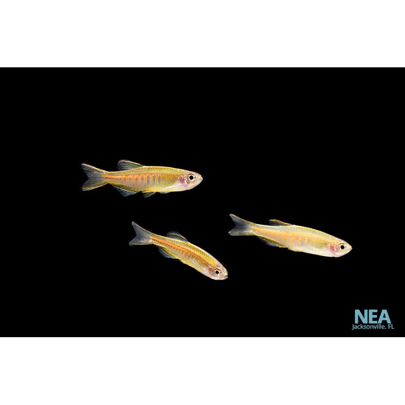Glowlight Danio