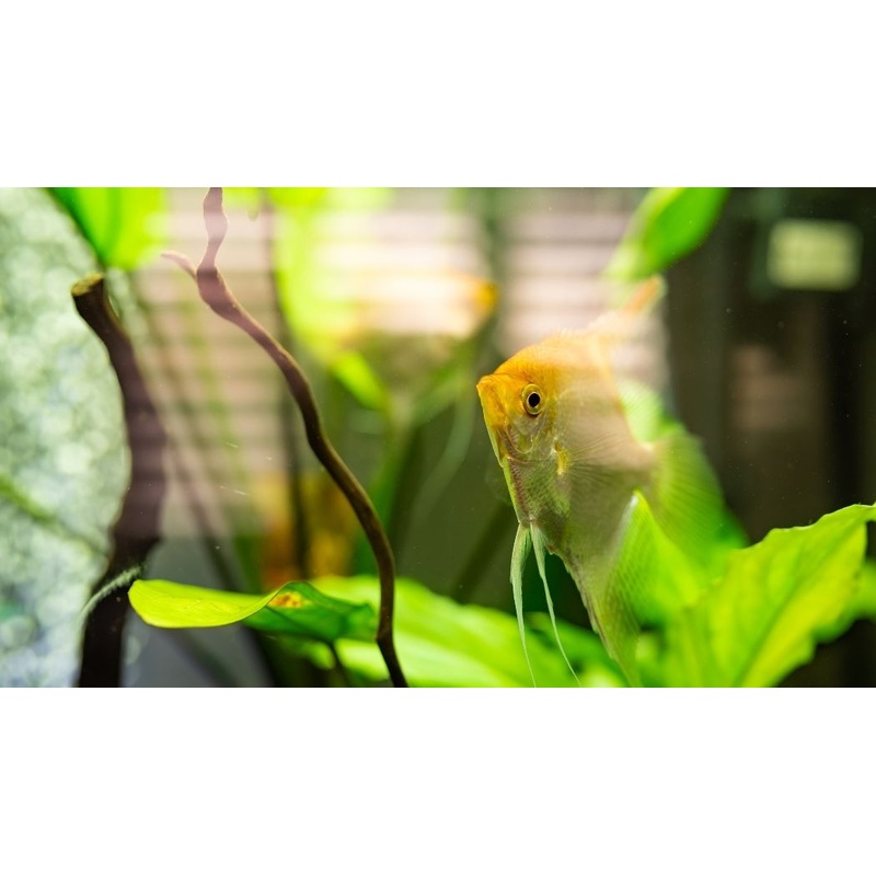 Gold Angelfish