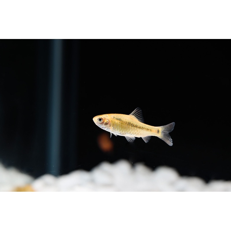 Gold Barb