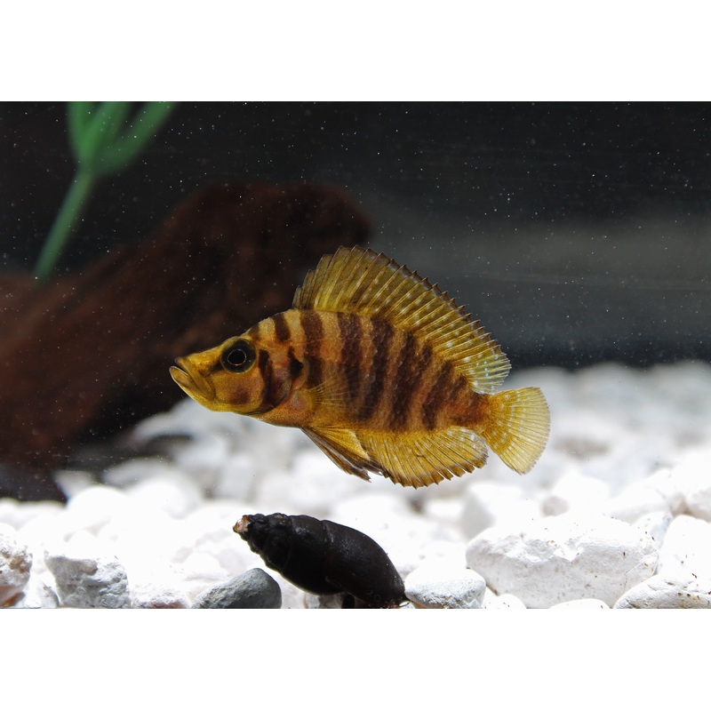 Gold Compressicep Cichlid