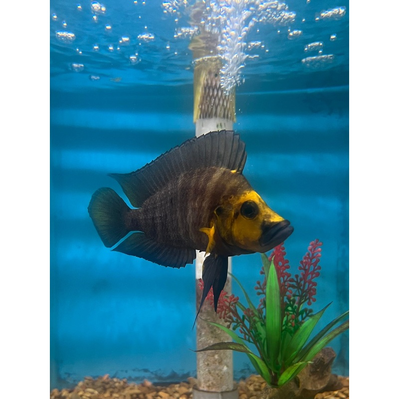 Gold Head Compressiceps Cichlid