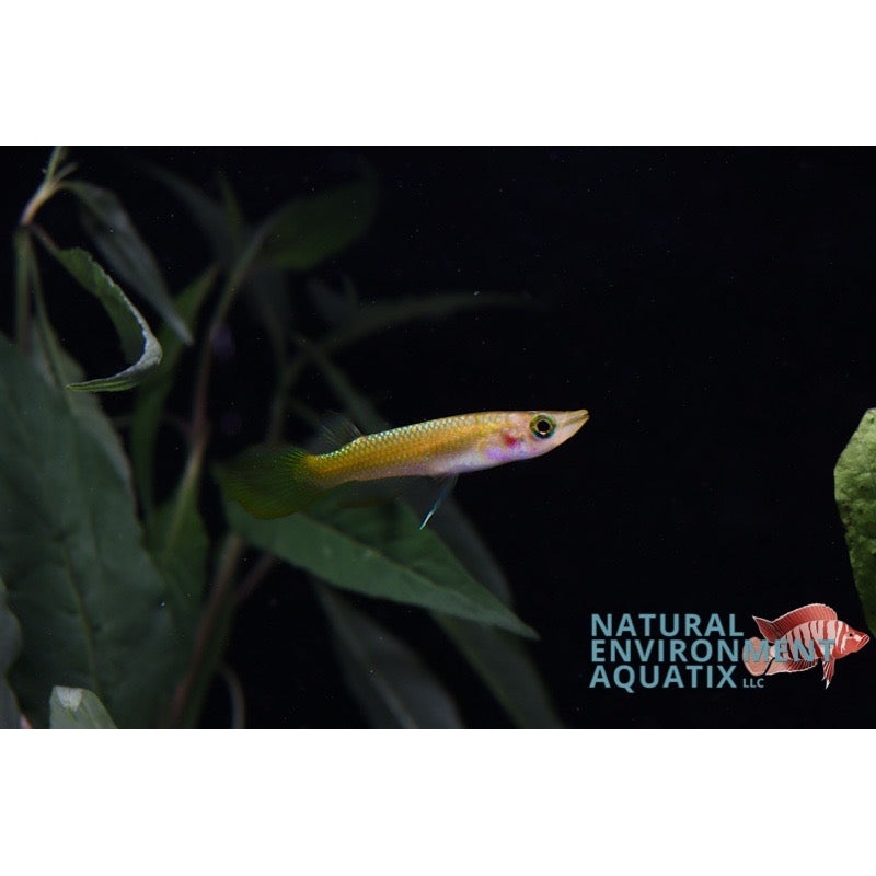 Golden Wonder Killifish