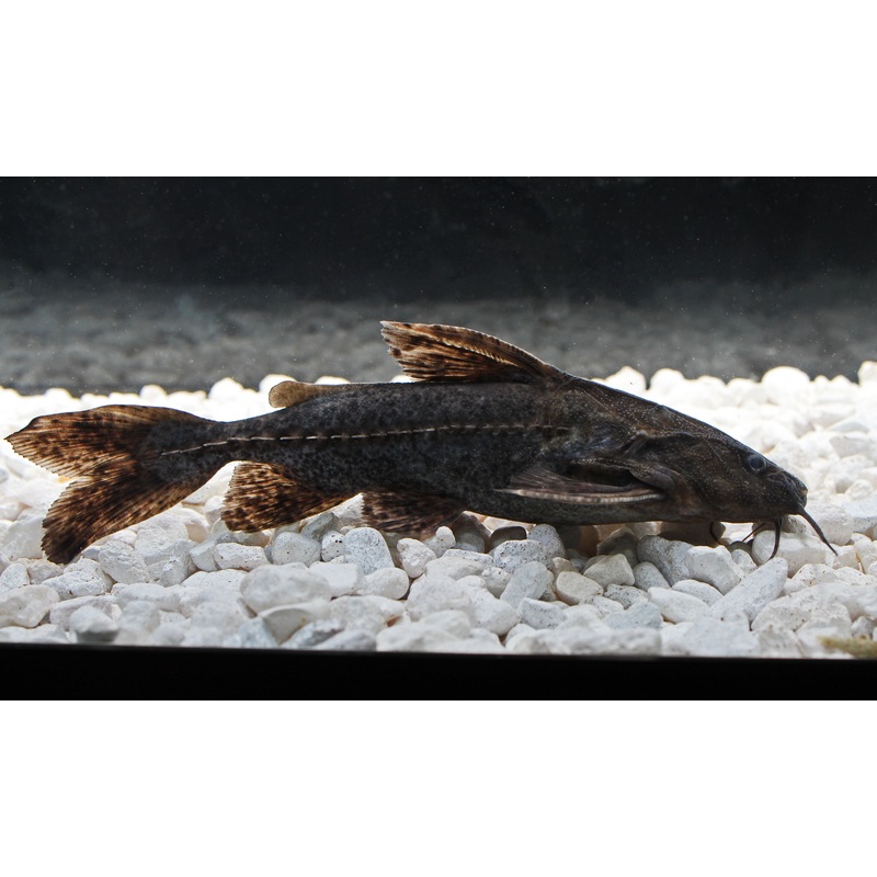 Granulosus Peru Catfish