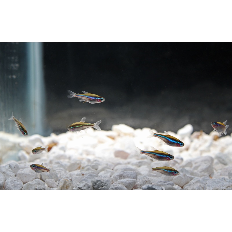 Green Neon Tetra