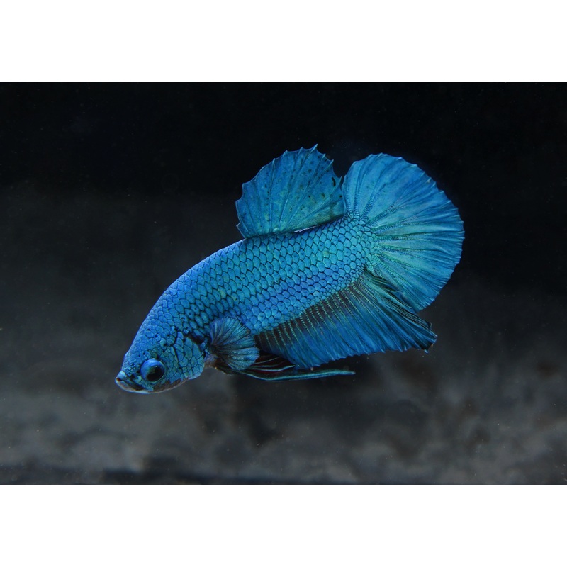 Green Plakat Male Betta Fish