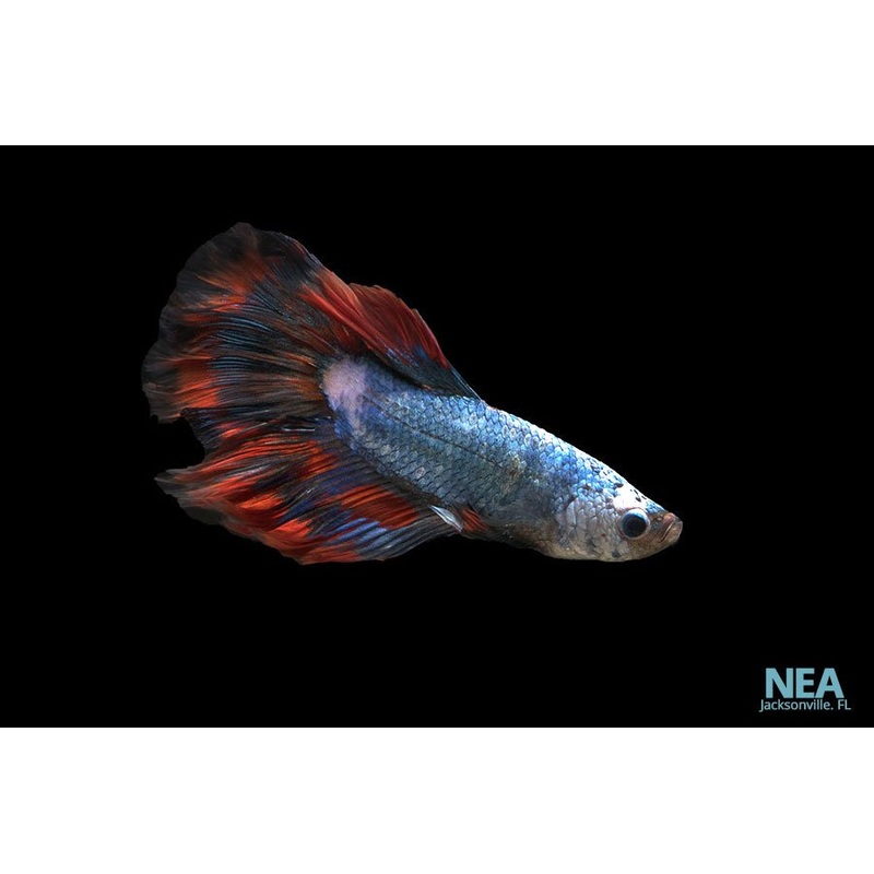Halfmoon Male Betta Fish
