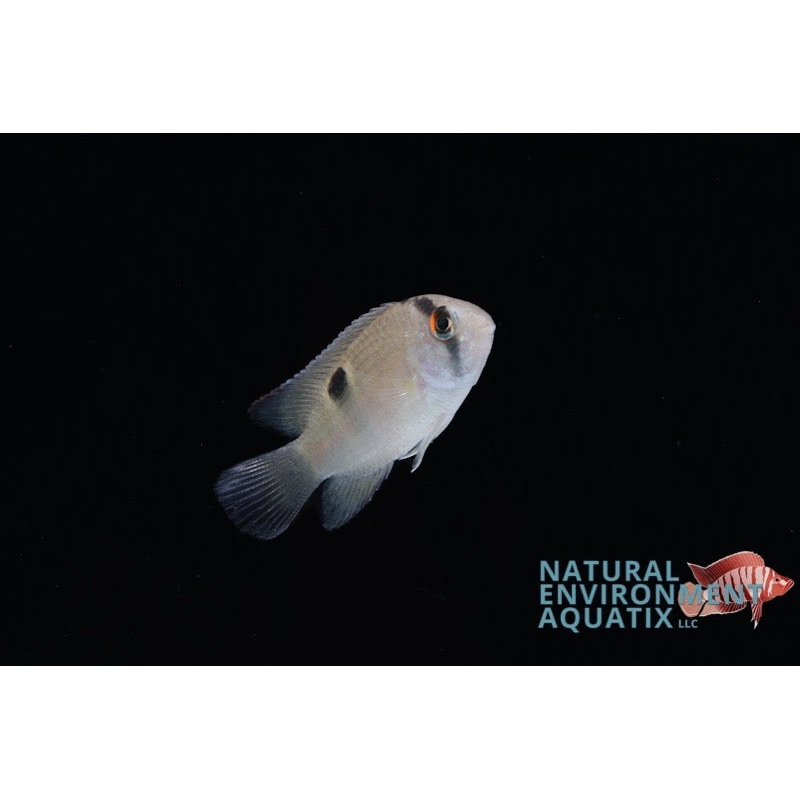 Keyhole Cichlid