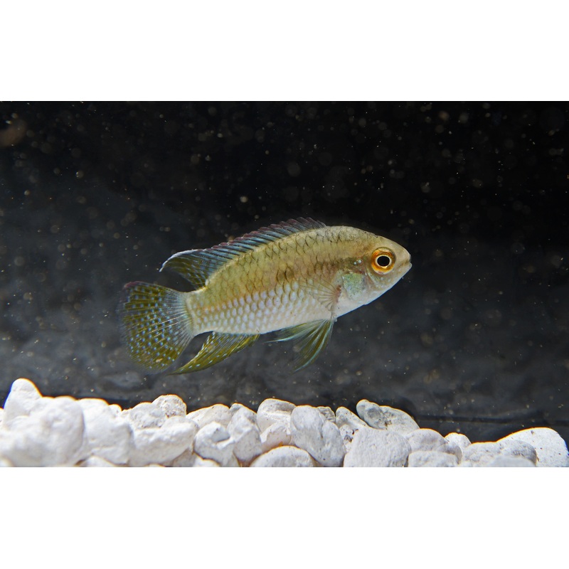 Laetacara curviceps "Dwarf Flag Fish" Cichlid