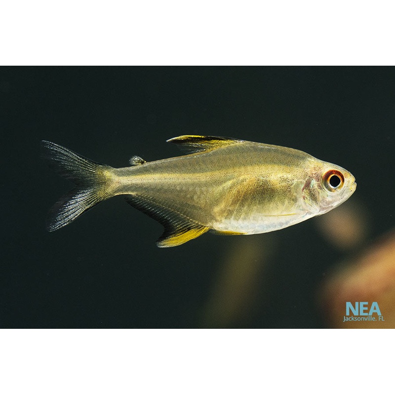 Lemon Tetra