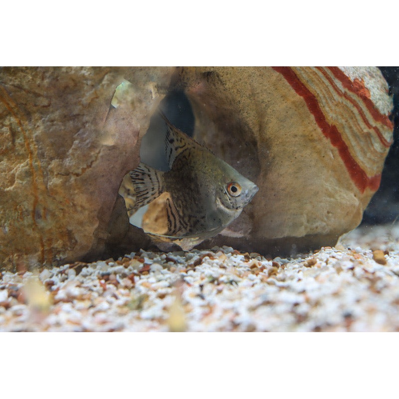 Leopard Angelfish