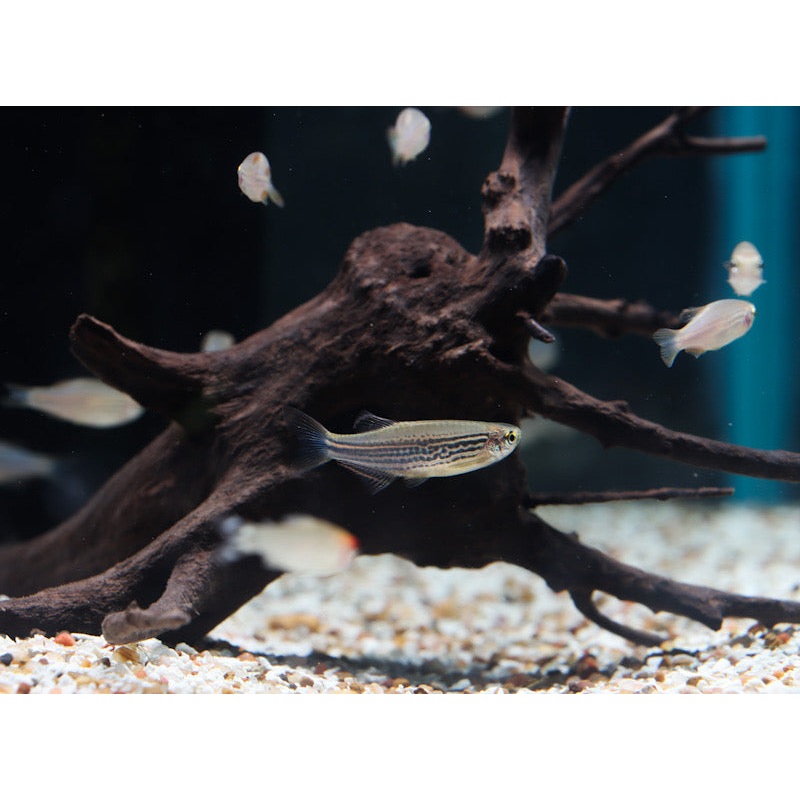 Leopard Danio