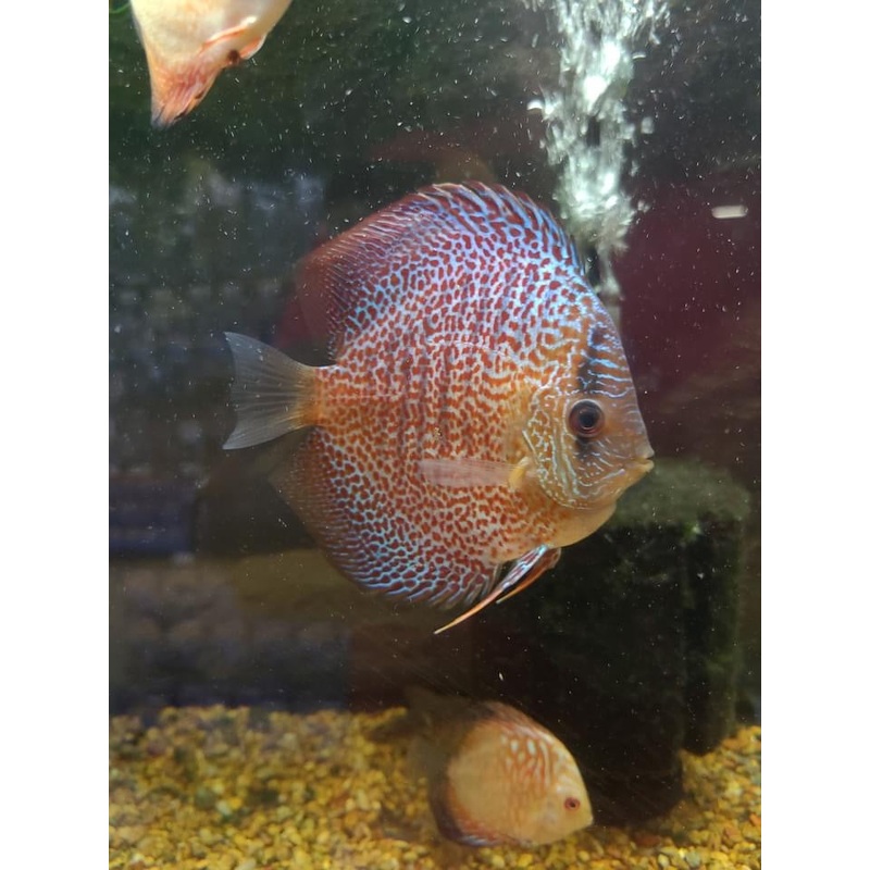 Leopard Discus