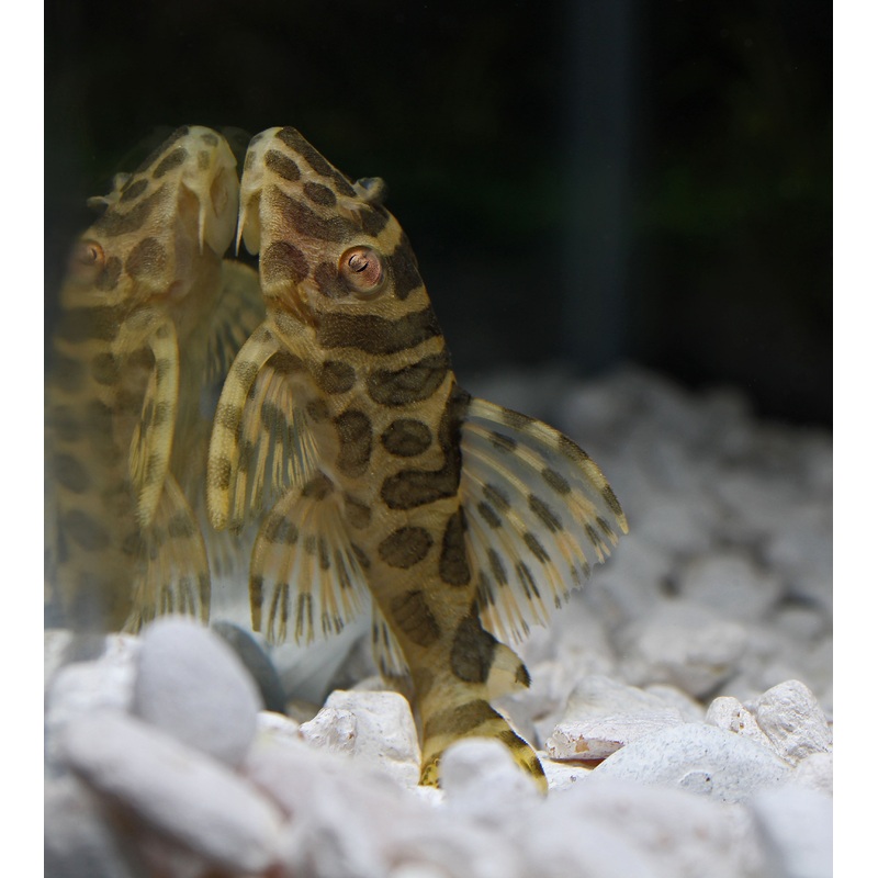Leopard Frog Plecostomus L-134