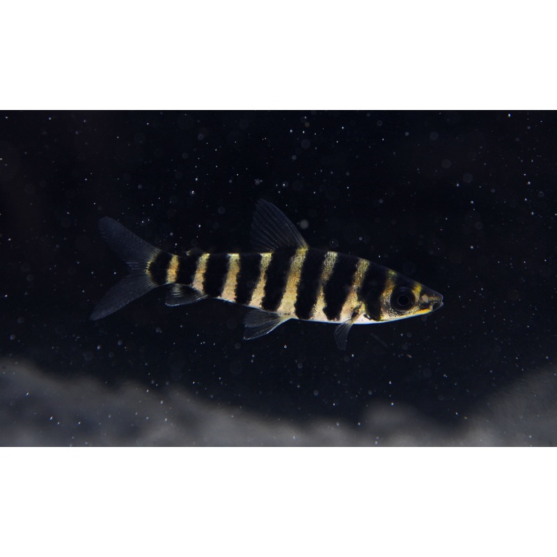 Leporinus Fasciatus