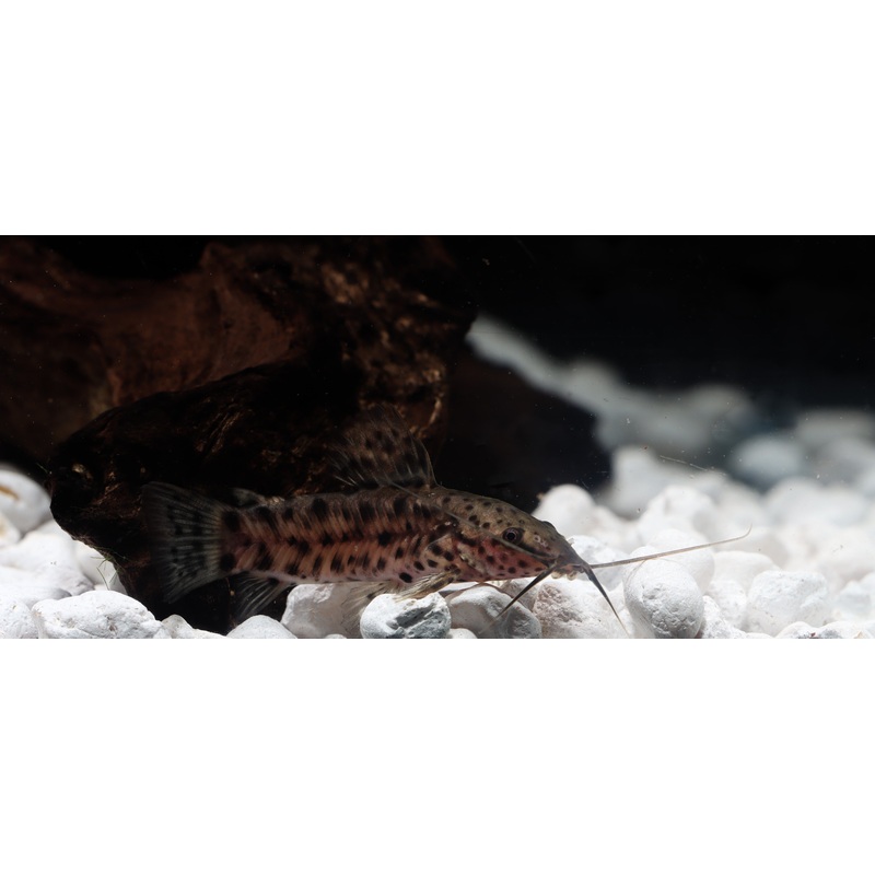 Marble Hoplo Catfish