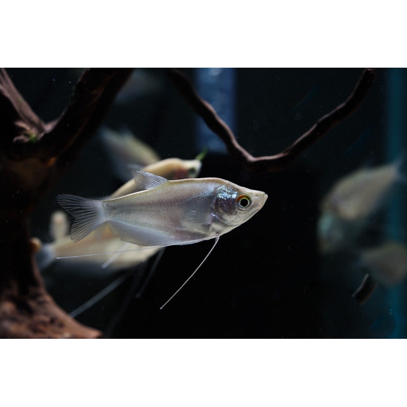 Moonlight Gourami