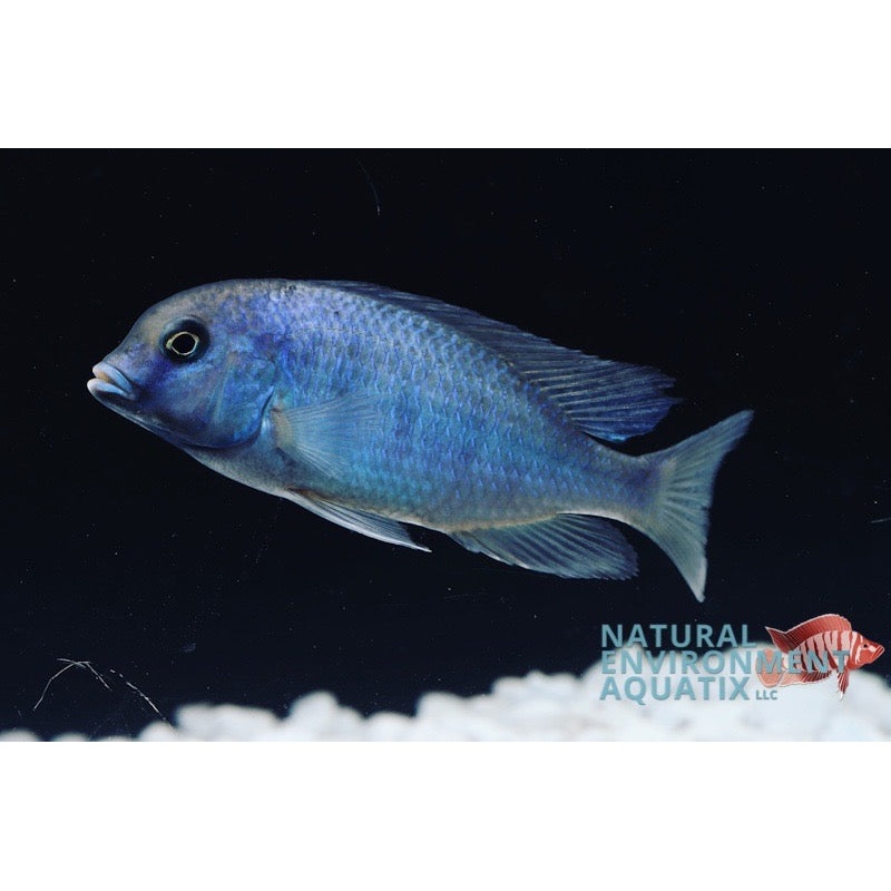 Moorii Dolphin Cichlid