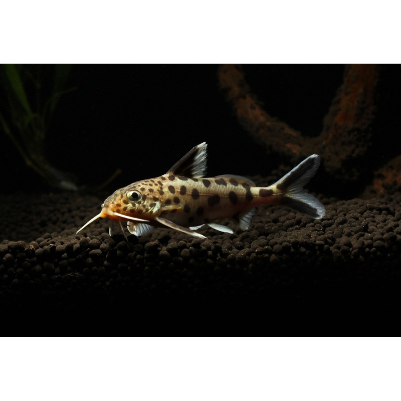 Multipunctatus Synodontis Catfish