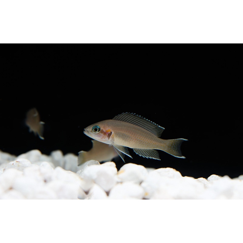 Neolamprologus Brichardi Cichlid