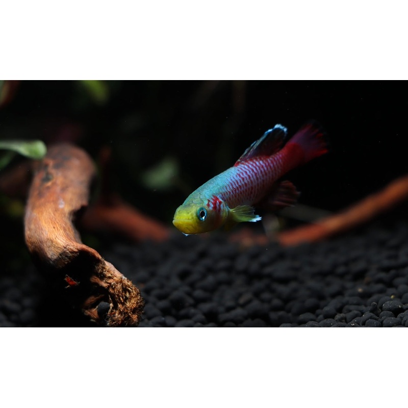 Nothobranchius guentheri "Guenther's Killifish" Pair