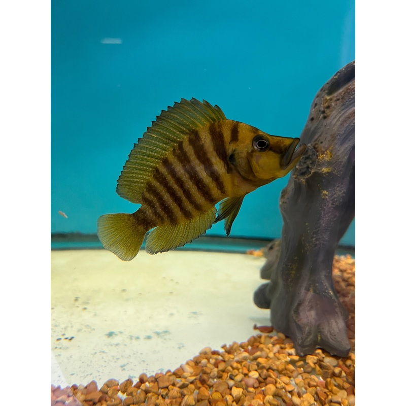 Orange Compressicep Cichlid