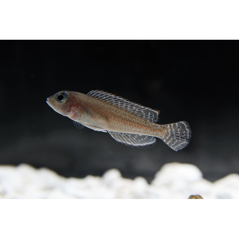 Ornatipinnis Cichlid