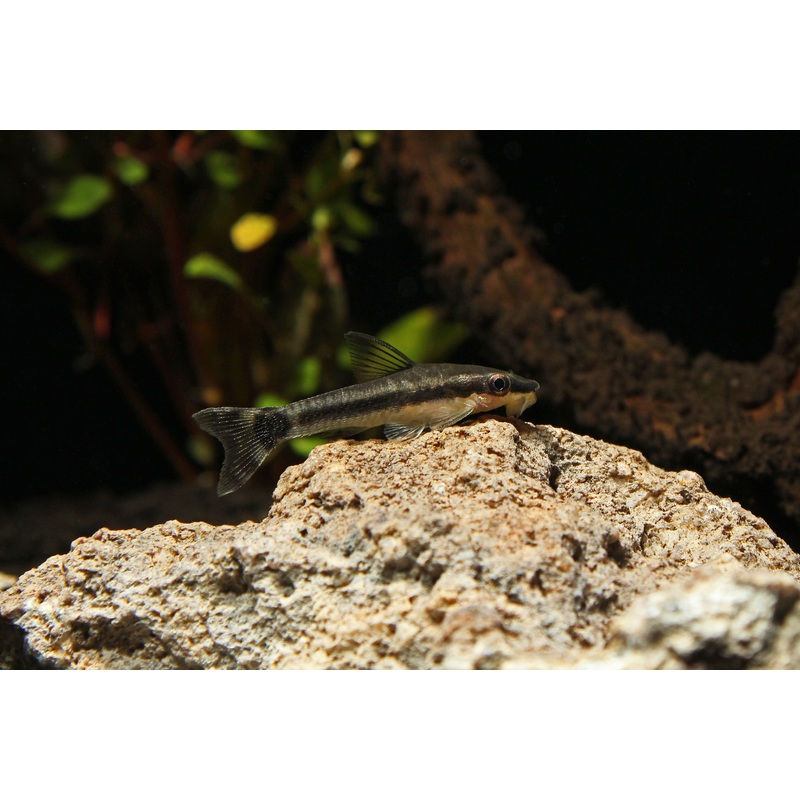 Otocinclus Catfish