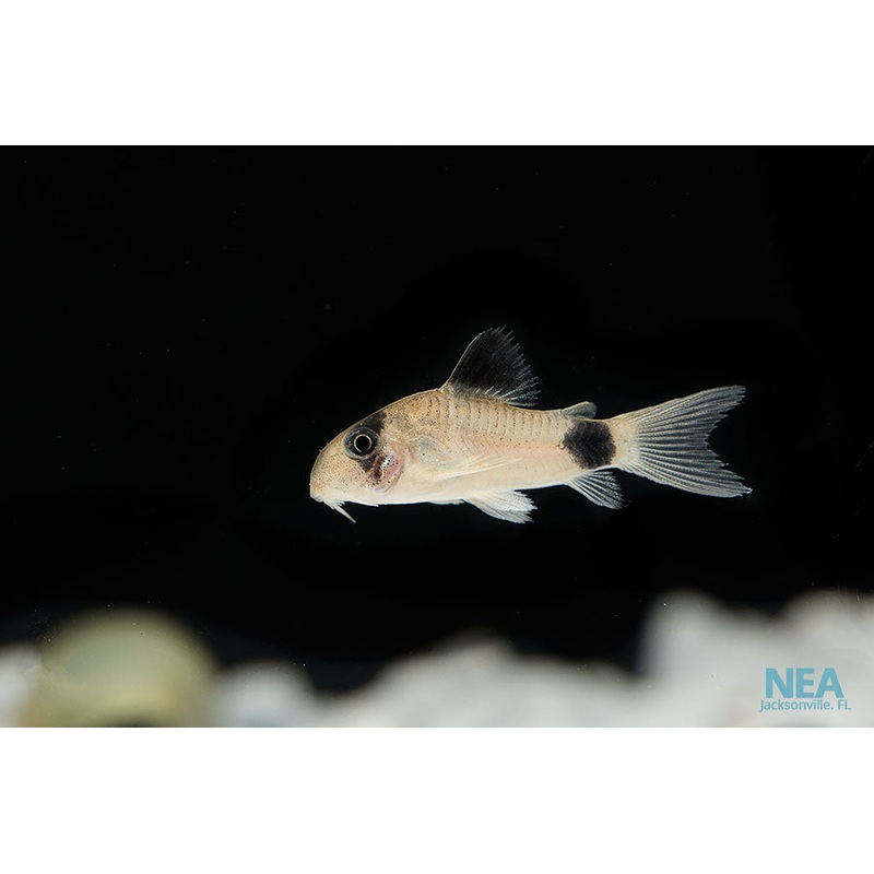 Panda Corydoras Catfish