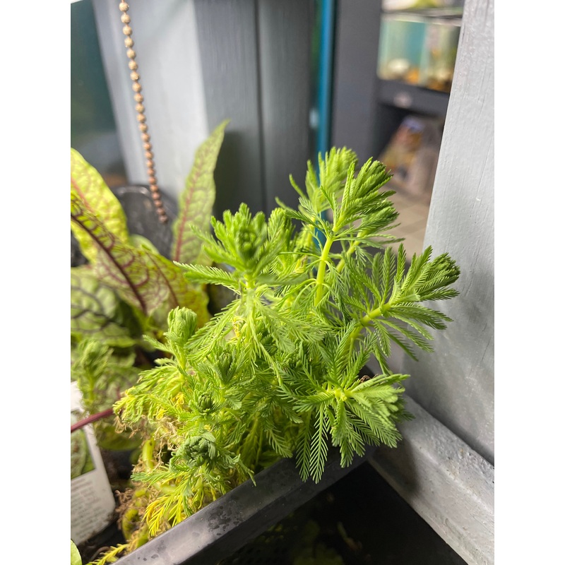 Parrot Feather Plant