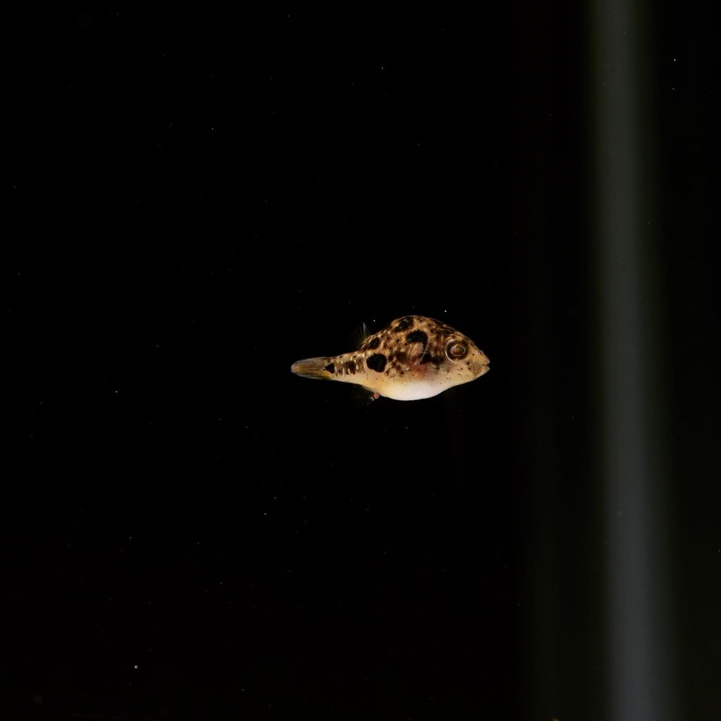 Pea Puffer Fish