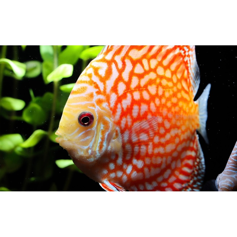 Pigeon Checkerboard Discus