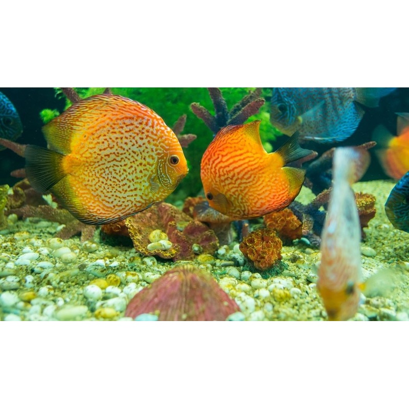 Pigeon Snakeskin Discus