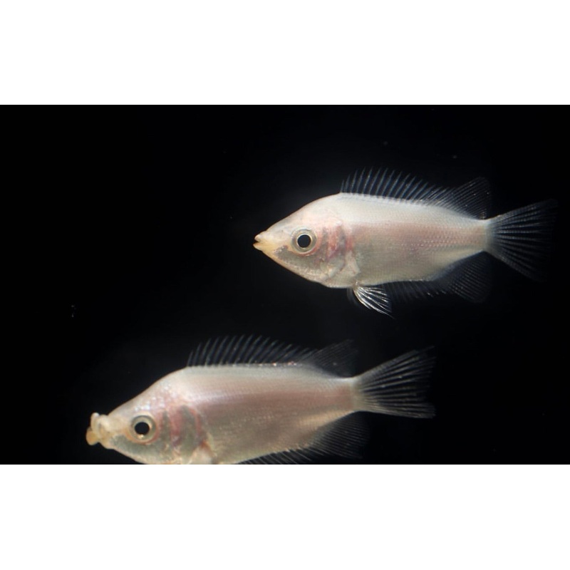 Pink Kissing Gourami