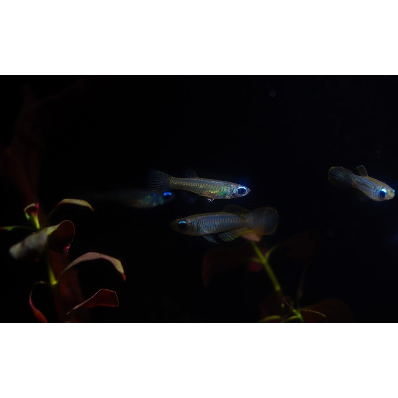 Poropanchax normani "Norman's Killifish"