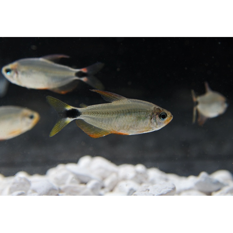 Raccoon Tetra