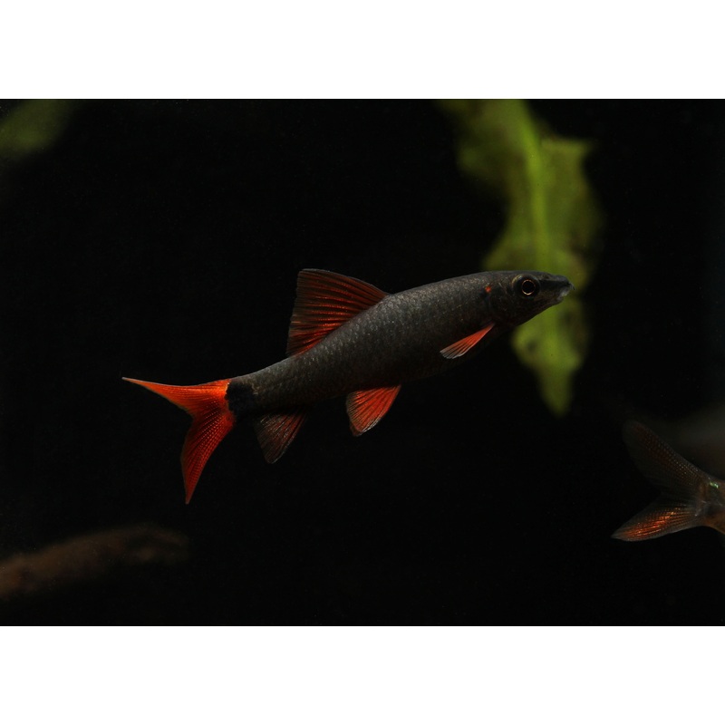 Rainbow Shark