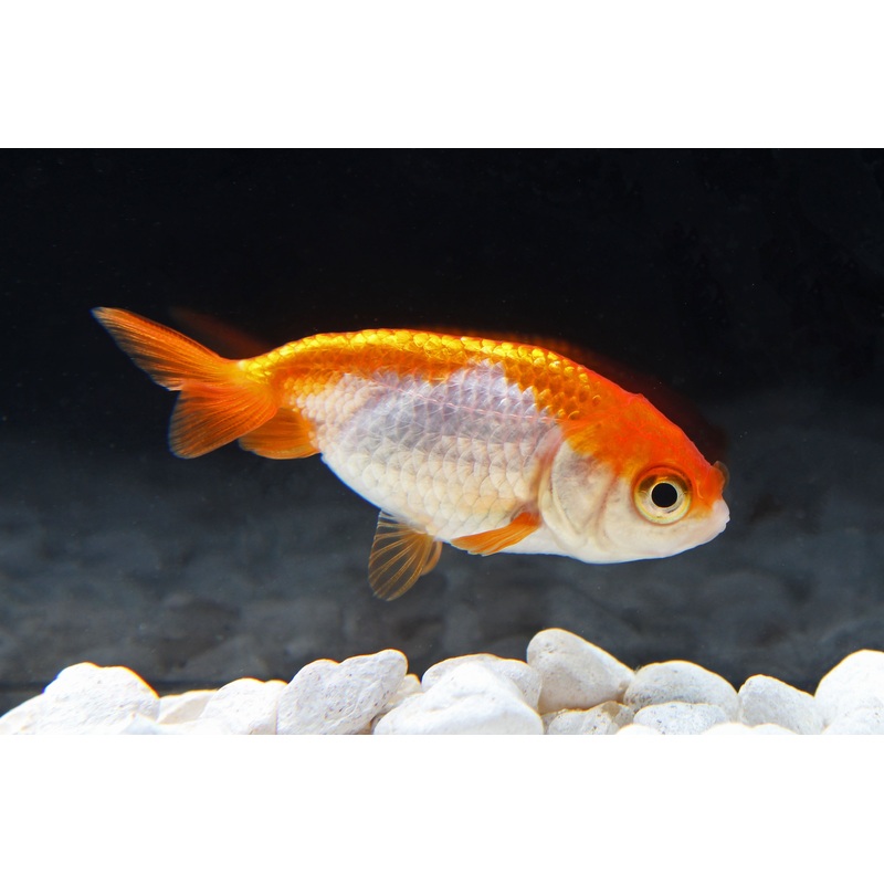 Ranchu Goldfish