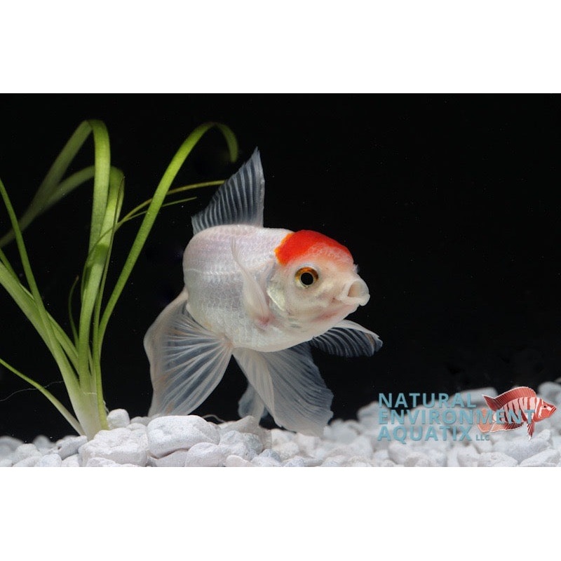 Red Cap Oranda Goldfish