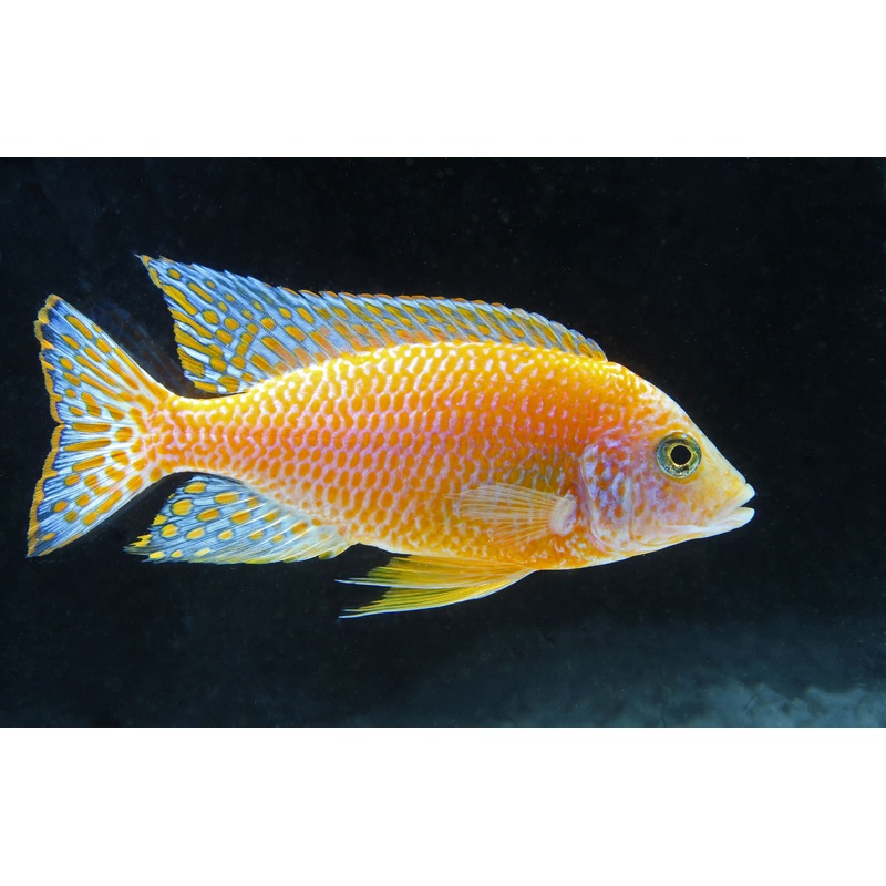 Red Dragon Peacock Cichlid  Male