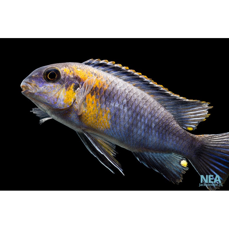 Red Face Mac Cichlid