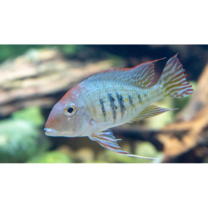 Red Head Tapajo Geophagus  Cichlid